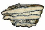 Mammoth Molar Slice with Case - South Carolina #165108-1